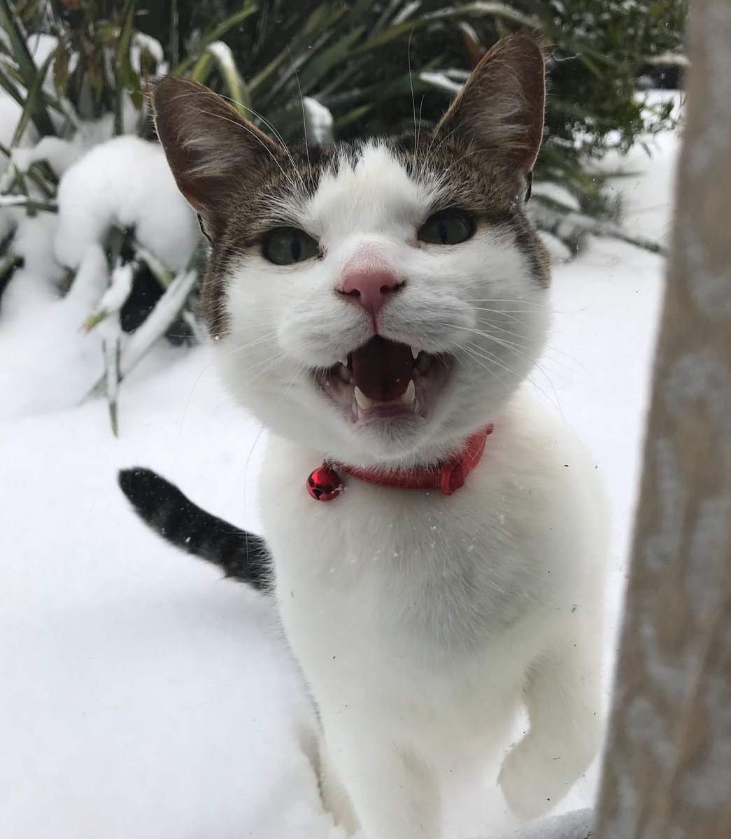 loz2308's tweet photo. @carolkirkwood @BBCBreakfast @BBCLookNorth-it’s cold enough to freeze a cat flap #York #bbcbreakfrost #bbcbreakfast https://t.co/fDGFdtdAv0
