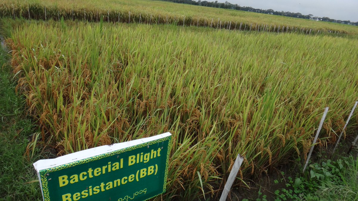 Ricardo_Oliva_P's tweet photo. Happy that our #Pathotracer story was picked up by the media across different continents: "A tool that tracks and stops bacterial blight outbreaks in rice"
https://t.co/H0LYeAQ38E
https://t.co/V7mB6mimsn
https://t.co/474GKcBbed
https://t.co/qddx2zCFgK
https://t.co/i4tJ2PAO3O https://t.co/zQ5Jy1mgpf