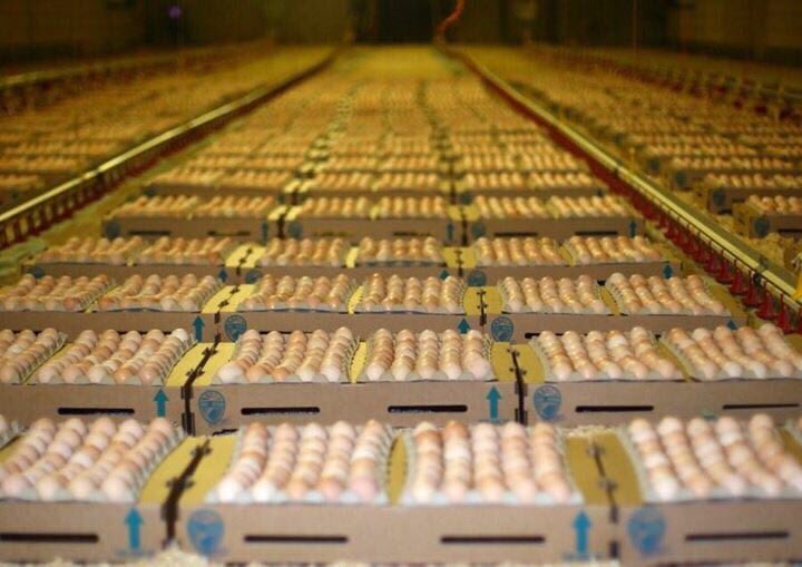 stijnderks's tweet photo. @BartJanssen_ @VencomaticGroup Never had any problem with #on farm hatching in our 40 year old barn without a #xtreck https://t.co/IrVJP1blHF