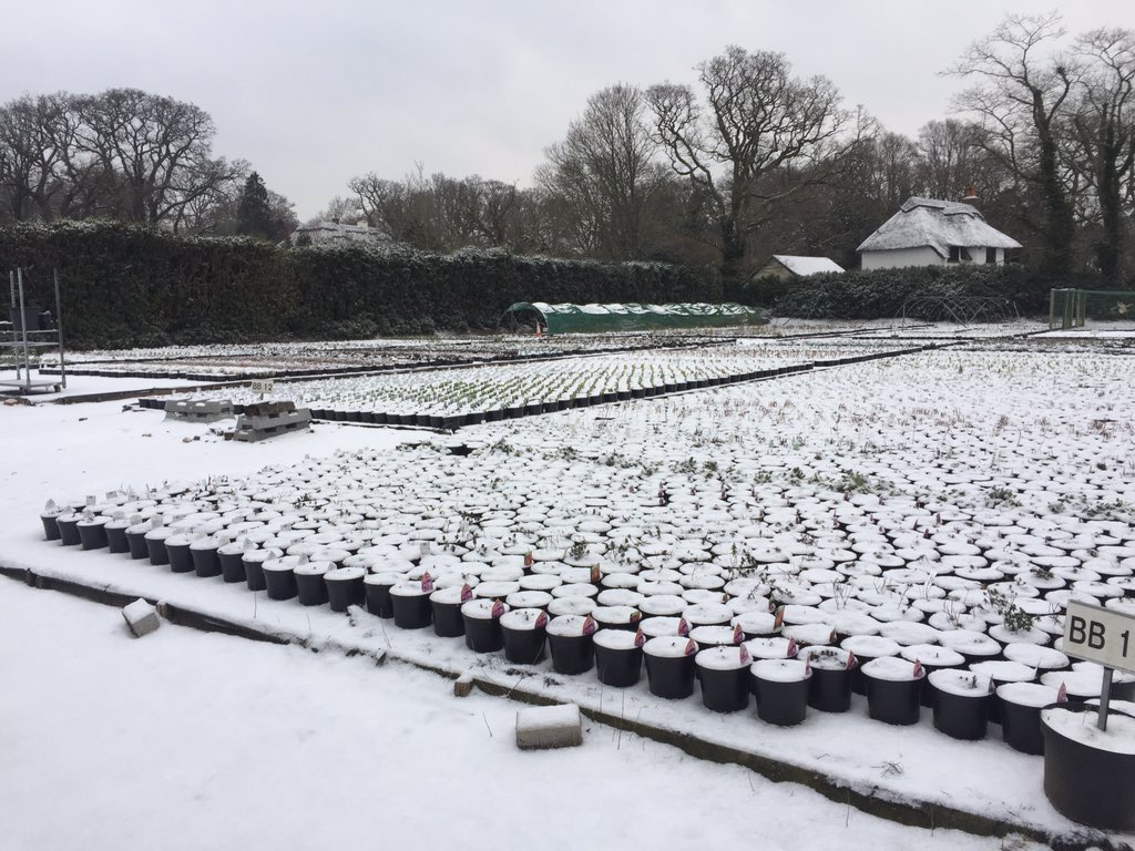 Marchants Nursery tweet media