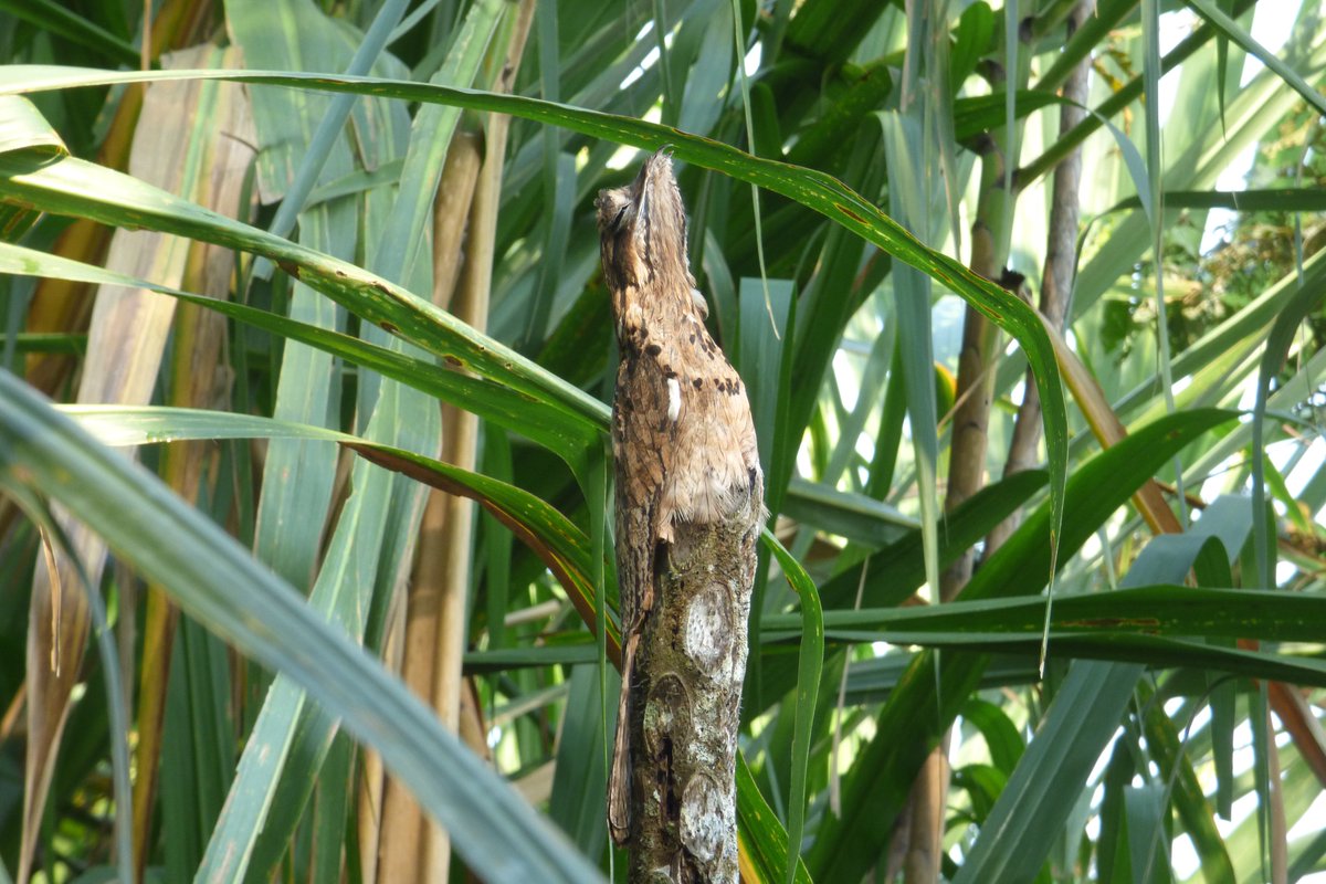 The Captain @ HCGC (@thecaptainhcgc) on Twitter photo 