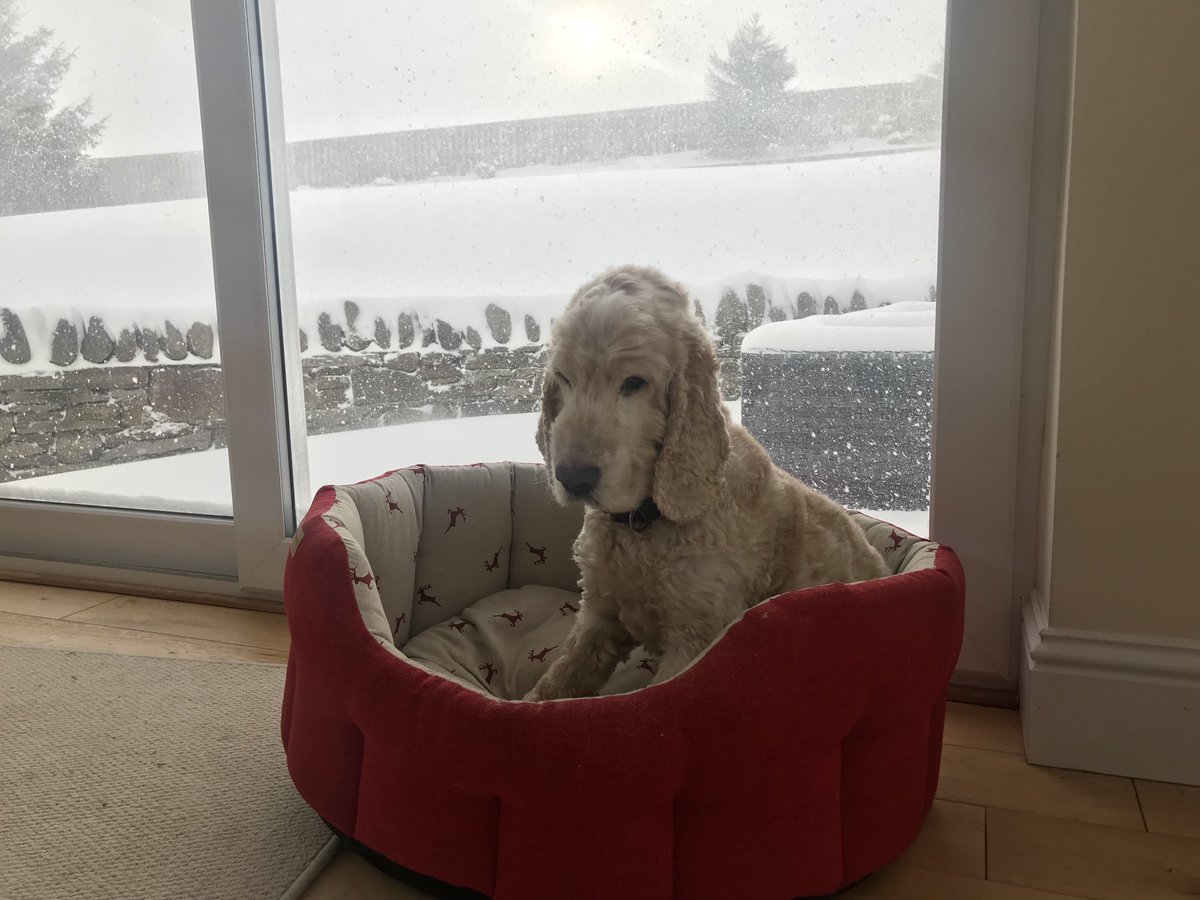 mrsflash52's tweet image. Pic doesn’t show the horizontal snow  going past the window but Jarvies face say it all. #currentmood #notfunanymore