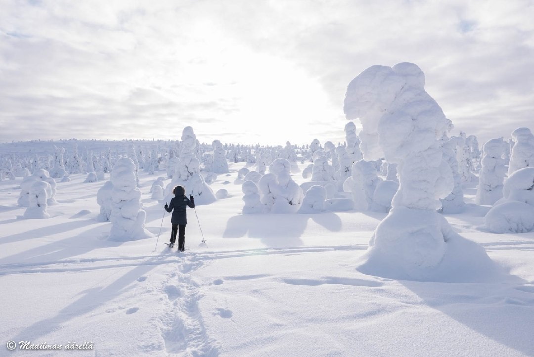 Maailmanaarella's tweet photo. Löysin Riisitunturilta lumivalkean paratiisin. #Lapland #NaturePhotography #Riisitunturi @OurFinland https://t.co/kae25eBRpr