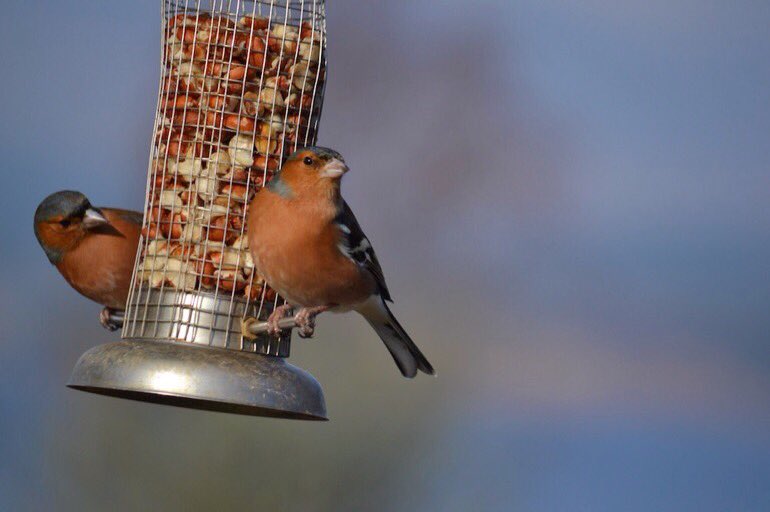 Please put out food and water to help garden birds survive these freezing conditions - they can lose 10% of their bodyweight overnight! Please RT and see our tips at bit.ly/2ppLPsU
#wildlife #BeastFromTheEast