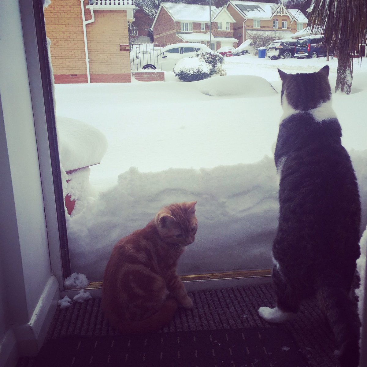 mrsp_p's tweet photo. @itvweather #alnwick #beastfromtheeast #snow #cats https://t.co/ko0oXKkAZL