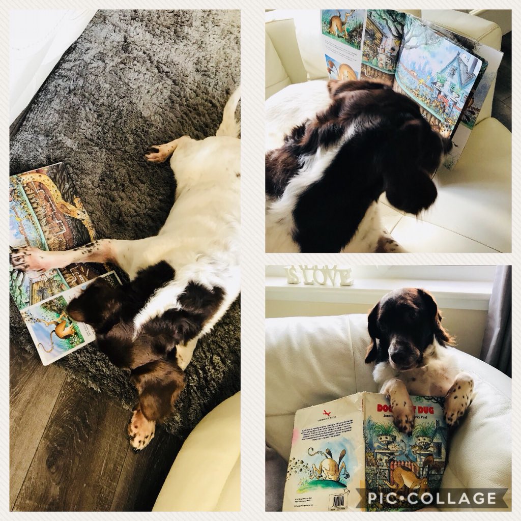 BlacklandsPS's tweet photo. Paws dried 😂 Now he’s reading! 🙄📚#ShareAStory #ReadAsAFamily #ReadWithYourPet #ReadAlone Tweet us your WBD photos.@WorldBookDayUK @NAC_EYE @NAC_PLA @FMReadChallenge @kilwinninglib https://t.co/REc8RM8XwA