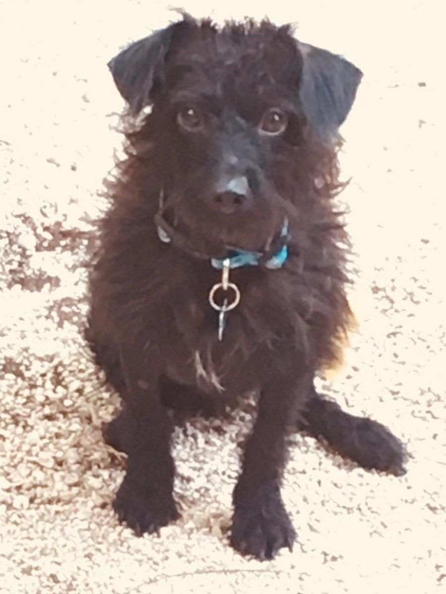 Available for Adoption: Kechi allhumanekind.com/kechi/