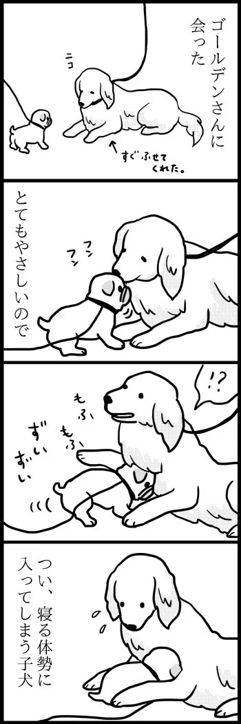 パグにおびえるコーギーちゃんｗｗｗ優しいゴールデンレトリバーくん。みんな大好き♪