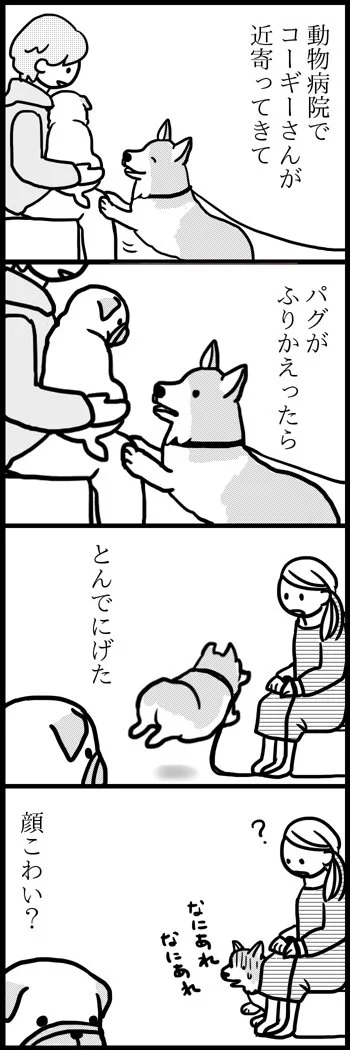 パグにおびえるコーギーちゃんｗｗｗ優しいゴールデンレトリバーくん。みんな大好き♪