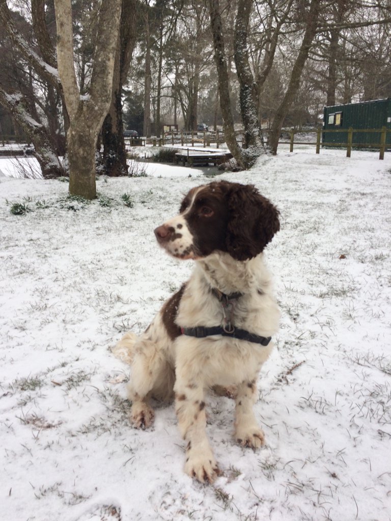 carpe_dan's tweet photo. The Beast from the East. #firstsnow @herbalist_laura https://t.co/iNzKBLZomf