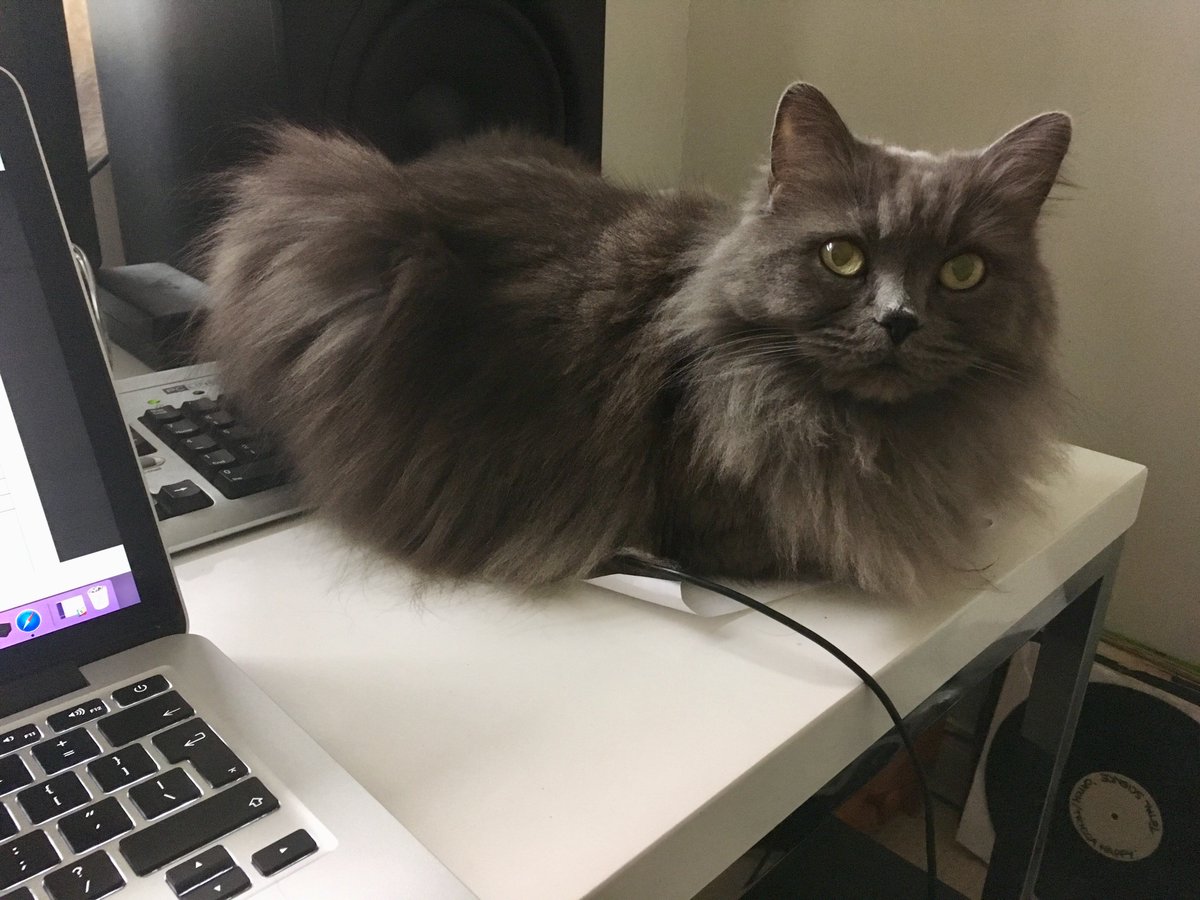 chaibasedchani's tweet photo. Starting the day working from home with my ever-reliable admin assistant. She struggles with the paperless office vibe though and loves nothing more than sitting on a sheet of A4! #persiathepersiancat #WorkLife #branding https://t.co/r5zEe8Zzkj