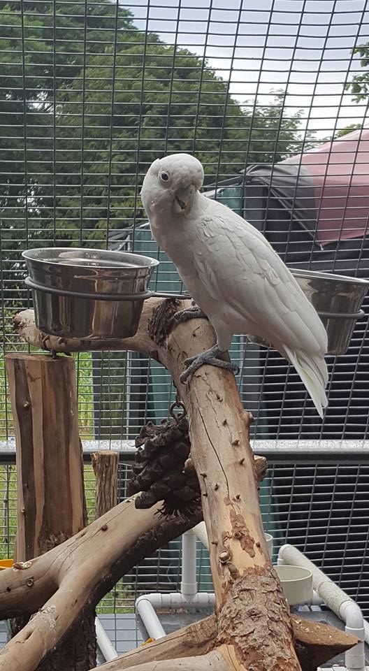 brewbevequip's tweet photo. Brewbev giving back! Built and donated a 16m x 9m aviary for the Brainy Bird Rescue Centre #givingback #engineering #specialised #brewbev https://t.co/PA9FA8D5mz
