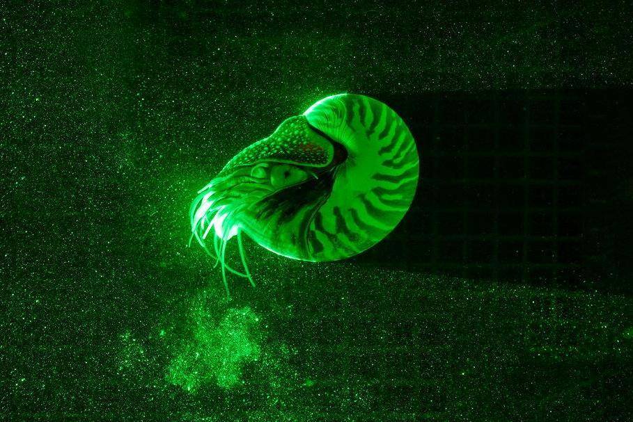 ManMetrologyLTD's tweet photo. Science news in brief: From the nifty nautilus to extinct Tasmanian tiger babies - #science #scienceuk #scienceoverview #metrology - https://t.co/snpe2Bc3fv https://t.co/chIV7pgKUK