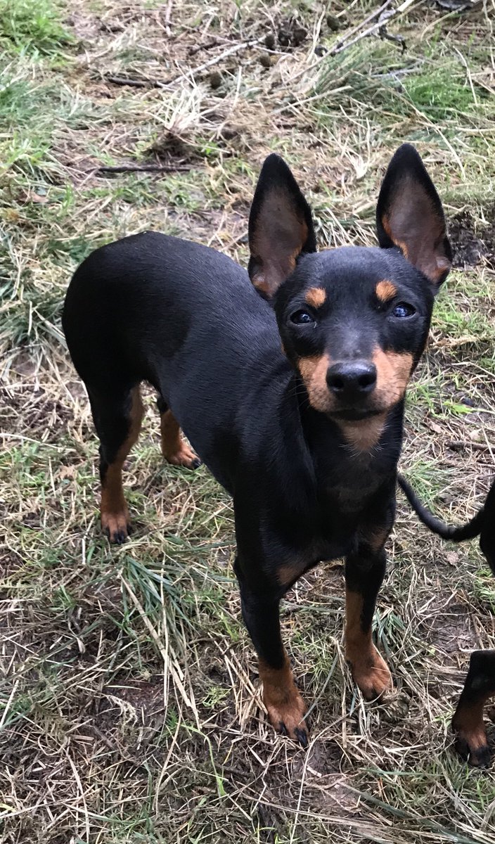 WaterhousePat's tweet photo. I am not a ‘personal item’
I am not ‘property’
I am family
I am Fernlea 

please sign and RT the #PetTheftPetition 

https://t.co/lB4xET7Hgd https://t.co/mVewNFfE2W