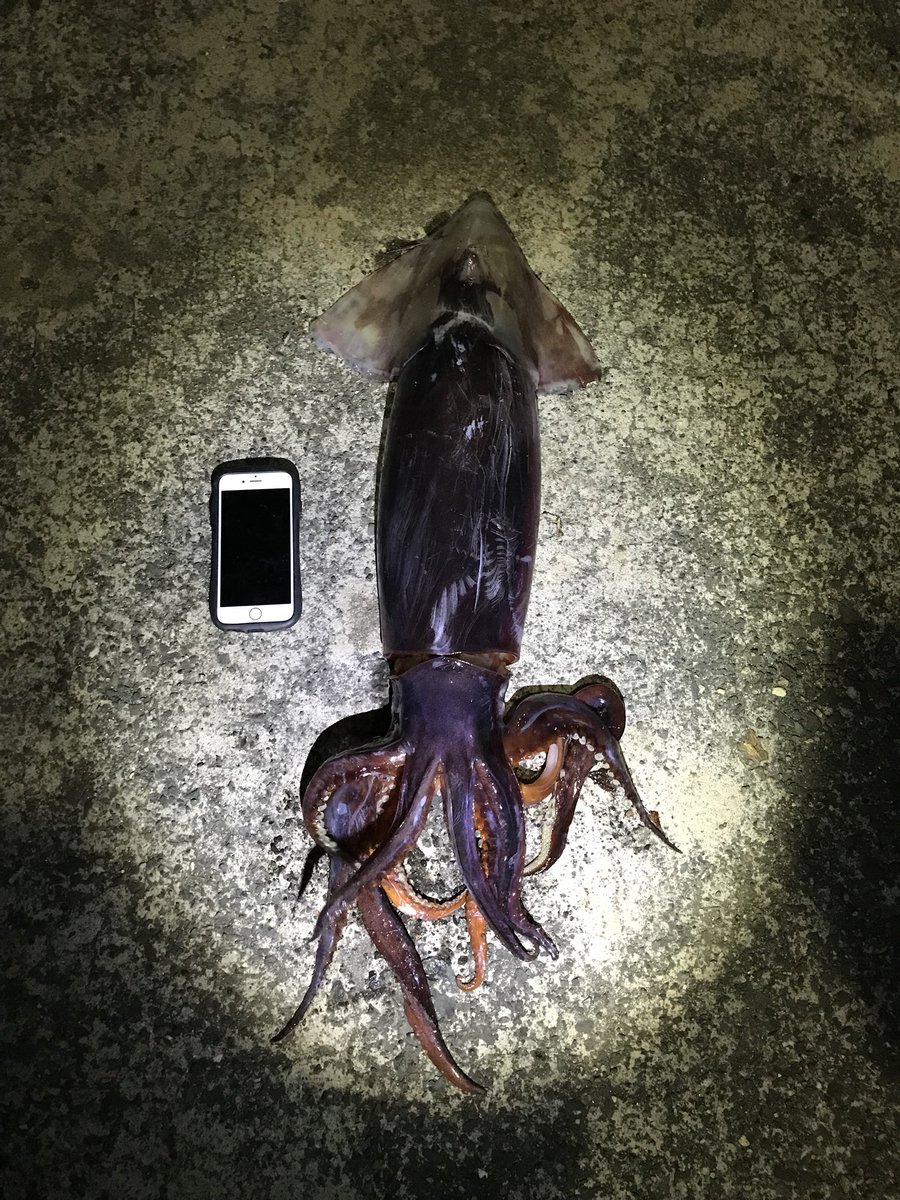 中野 光 ガコみたよ ムラサキイカ釣りました 標準和名はアカイカ 学名ommastrephes Bartramii のようです 頭足類の中でも特にツツイカ目の仲間は 水揚げされた地域によって様々な呼び名があり同定が大変難しい印象があります また 稚イカでも