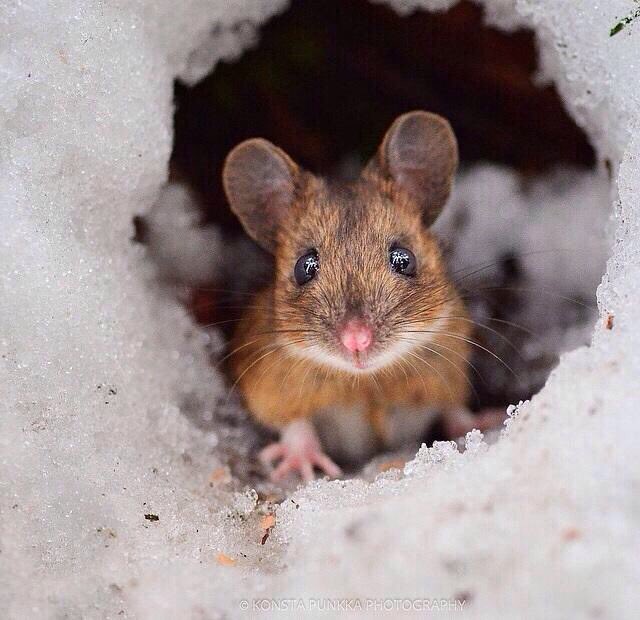 Theclaramouse's tweet photo. Ok....I've decided...I'm staying indoors today...again ๐ญ
#TheBeastFromTheEast #snowday2018 #Northumberland #Corbridge #ClaraValeUK #wylam #letsgetsewing https://t.co/w0juYc6t8e