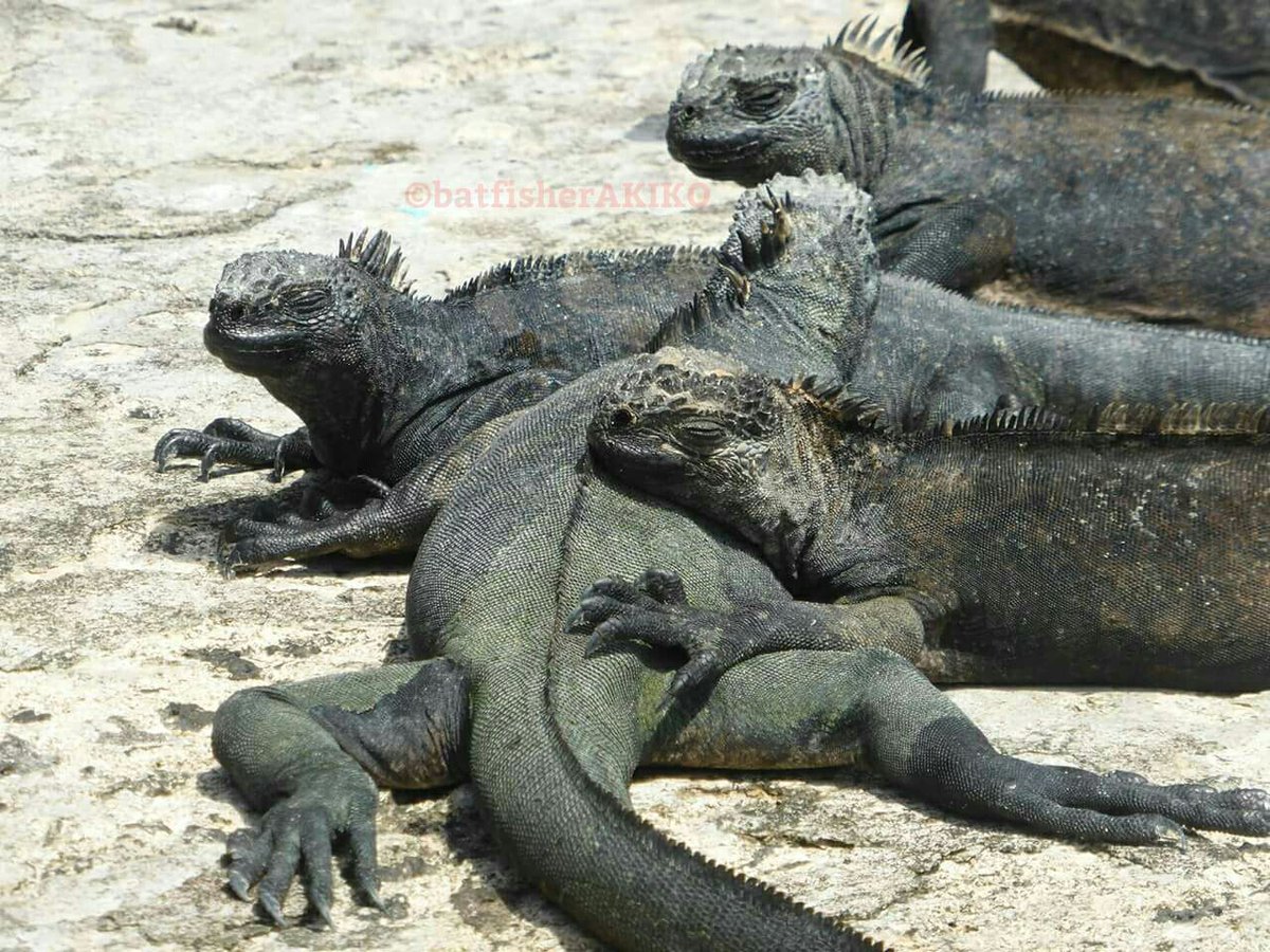 バットフィッシャーアキコ Pa Twitter ガラパゴスあるある 仲間の背中ってあったかい Ecuador エクアドル Galapagos ガラパゴス諸島 Mariniguana ウミイグアナ 爬虫類 生き物