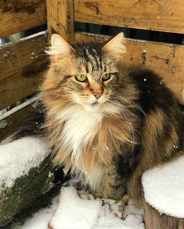 My fluffy snow cat #Lyra #mainecoon <a href="/charlotte_will/">Charlotte William</a> ift.tt/2oGm3hK