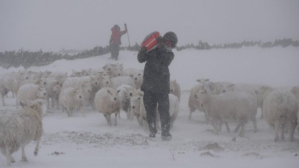 FarmersGuardian's tweet photo. IN PICTURES: Farmers battle the elements as wind and snow batters UK

You're all heroes in our eyes!

https://t.co/kSigmkBdLj https://t.co/hGpcpgnlpd