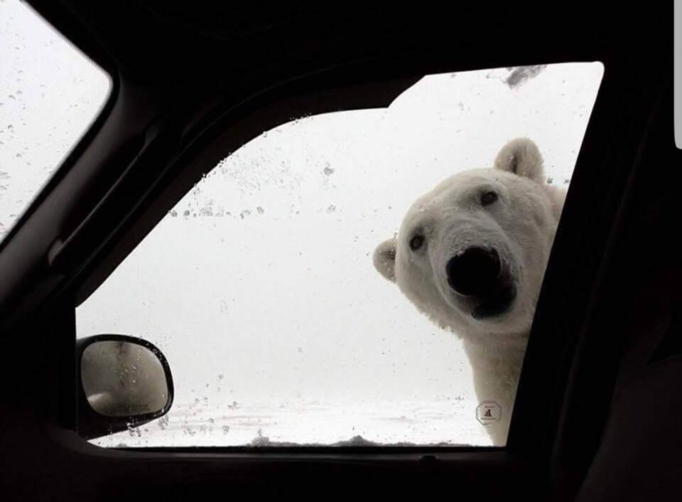 head_shunter's tweet image. I do wish Shropshire Council would get their finger out and grit my road, it's getting serious now.