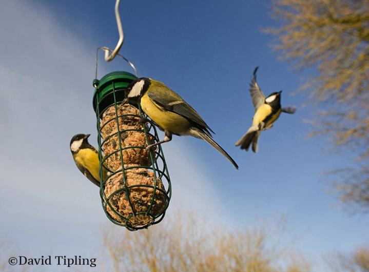 Stuck inside whilst the #BeastfromtheEast howls outside? 

Don't worry, we've got you covered. Our website is packed with fascinating articles, interesting facts and beautiful photographs - such as this gallery by award-winning photographer <a href="/DavidTipling/">David Tipling</a>:  ow.ly/Qpq930iGCvs
