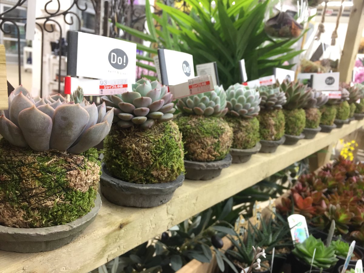 ジョイフル本田 ガーデンセンター على تويتر ガーデンセンター幸手店埼玉 見たことあるようでない斬新な商品 多肉植物コケ玉販売中 ぜひ お越しくださいませ