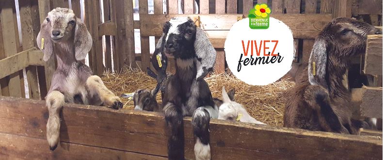 bienvenueferm26's tweet photo. [INTERVIEW] Céline du Gaec de Brette Vieille vous parle de ses chevreaux et c'est tellement #mignon ! 💚🐐 #VivezFermier
https://t.co/KkrOxZJZJi https://t.co/Mh3ApEi4vq