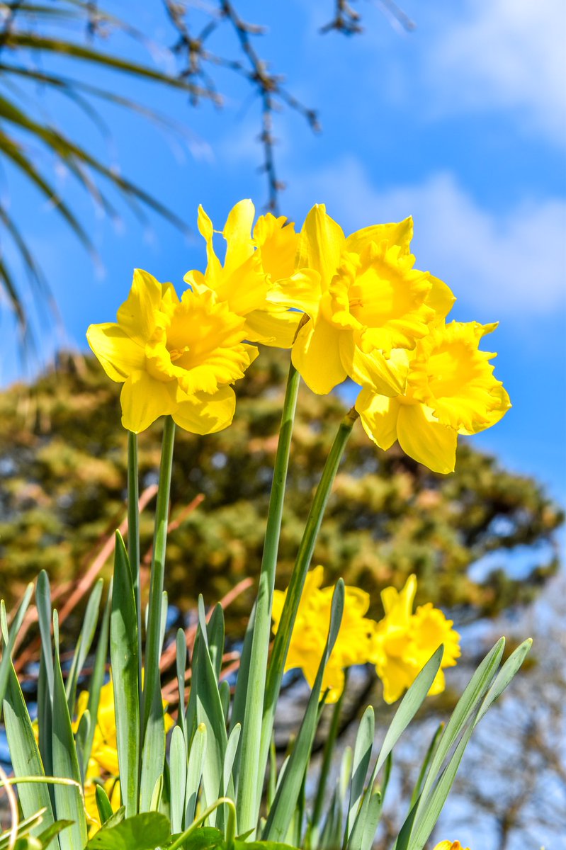 leonscoaches's tweet photo. Dydd Gwyl Dewi Hapus - Happy St.Davids Day 

We would like to wish all our Welsh friends and colleagues a Happy St.Davids Day 

#HappyStDavidsDay https://t.co/MKnCQ42MCw
