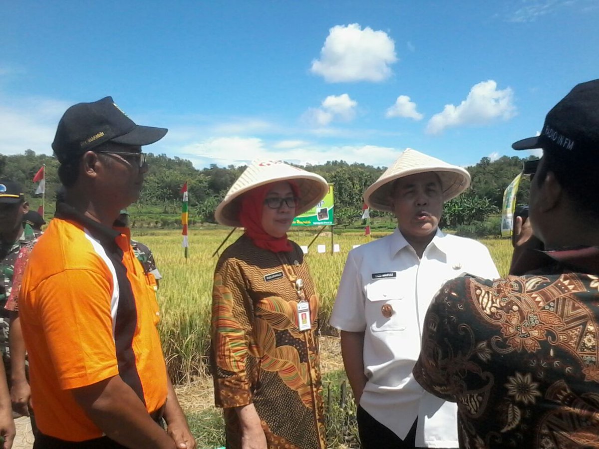 Sigit_apap's tweet photo. Panen Raya Padi Ciherang 
Bersama Wabub Kebumen dan Muspika
#gapoktan
#desajlegiwinangun 
#kutowinangun
#kebumen
 
#panenraya
#PLDJateng cc:@DISPERMADES_JTG @ganjarpranowo @KemenDesa @EkoSandjojo @taufikmadjid71  @tppindonesia @karniilyas https://t.co/uRh6Iza59i