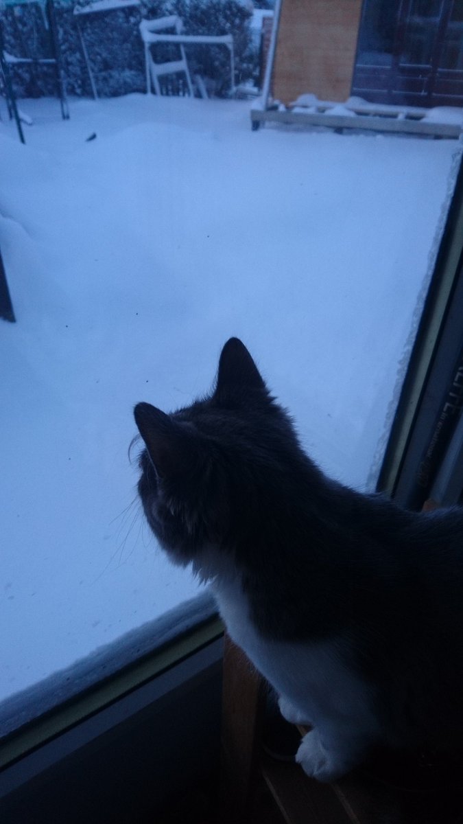 facepaintcat1's tweet photo. Ollys wondering where the green stuffs went https://t.co/bb3Ui02QQ3