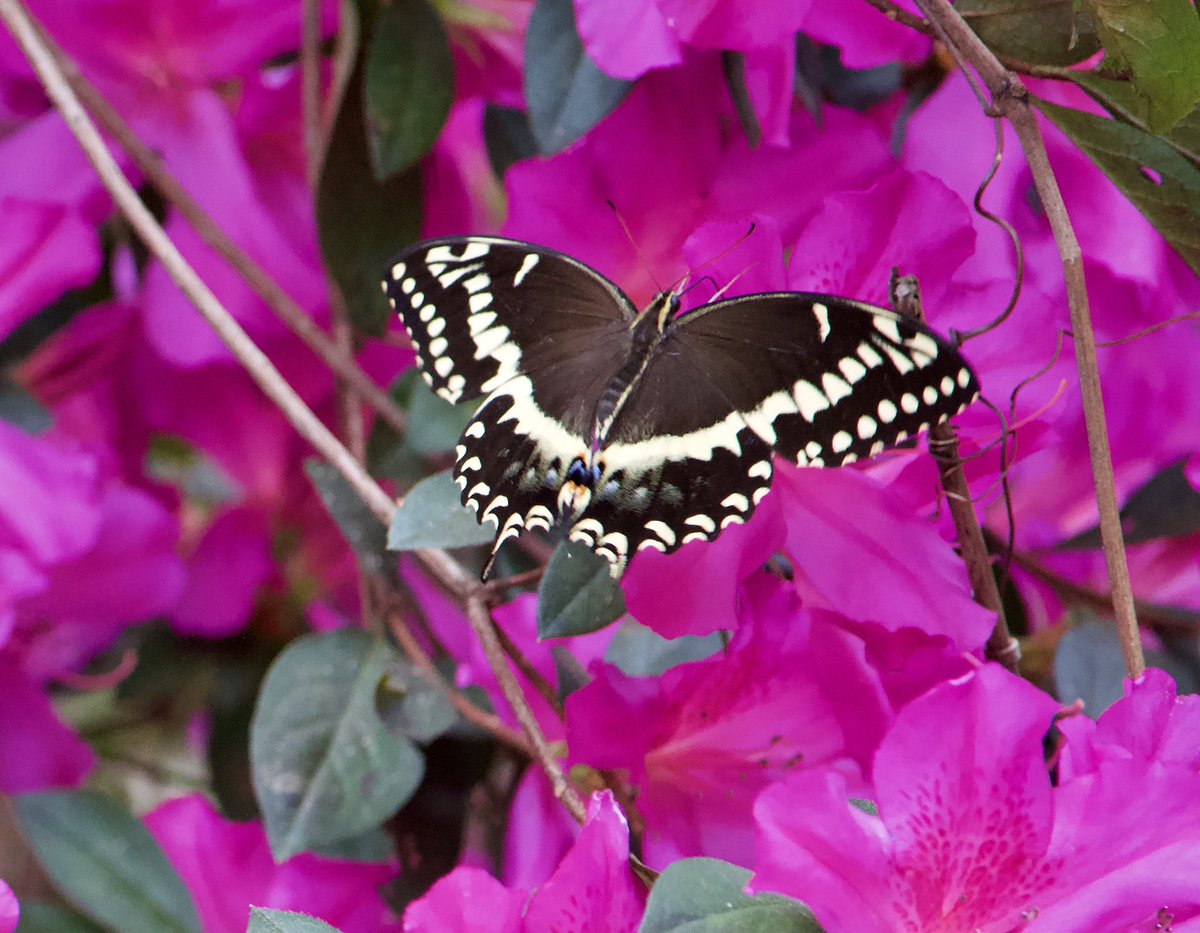 DeannesFlowers's tweet photo. Papilio palamedes flying towards the gorgeous azaleas in bloom @USFWSRefugeLE @gardenersnotebk @USFWSNews @xercessociety @Rsm29Garden @gardenersnotebk https://t.co/KemjQtbyT1