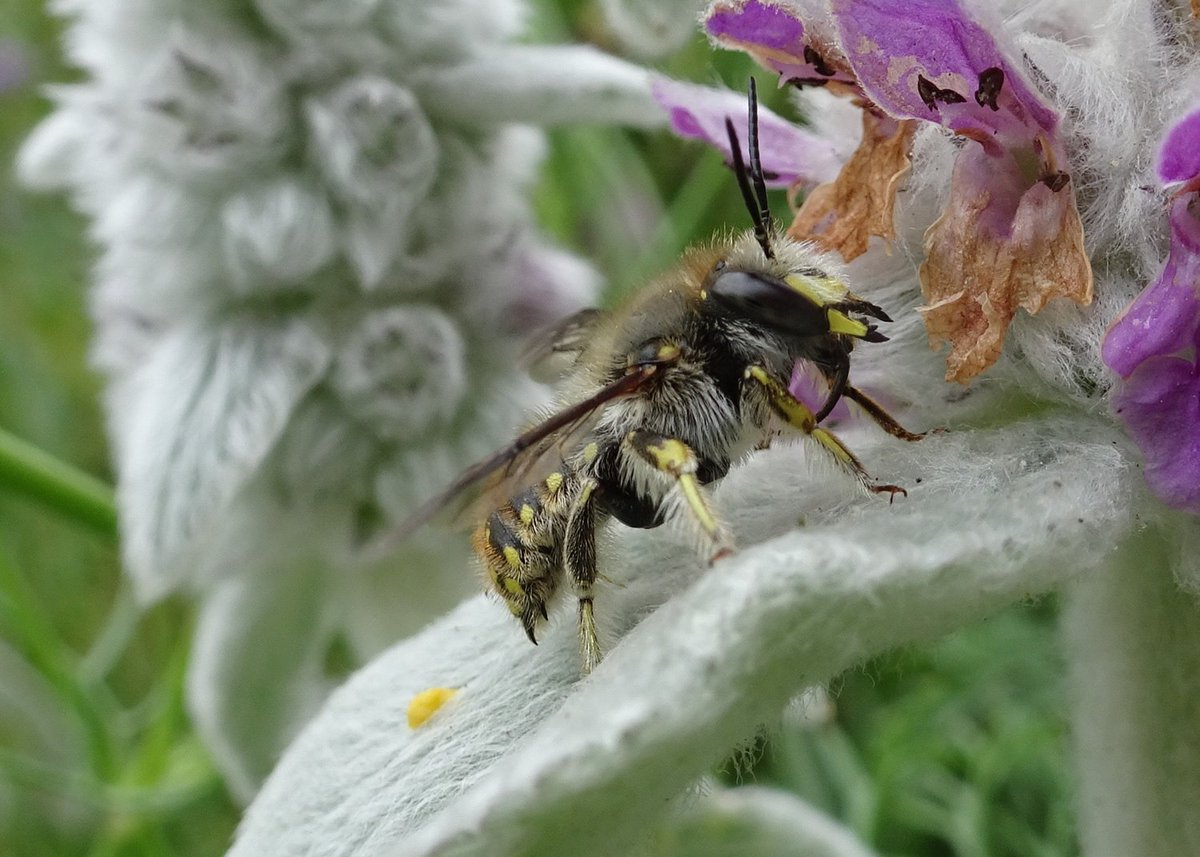 TheBotanics's tweet photo. Can you identify this #Edinburgh pollinator? Find out on our FREE online course #KeepEdinburghBuzzing with @EdinburghZoo and @EdinLandscape on the importance of our #pollinators and how you can help. Take part by logging in as a guest at https://t.co/KDG5rA3ew1 https://t.co/sZgWnsBD7u