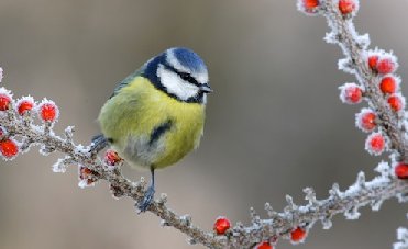 TheGardenFactor's tweet photo. Feed the birds!  They need help in this awful weather. https://t.co/tJ0nEr2ooD #growyourown #gardenchat @GardmanUK @EssexBirdNews @shoutessex #basildonhour #chelmsfordhour #gardens #gardenshour #gardeners https://t.co/Vkmk3YF9m4