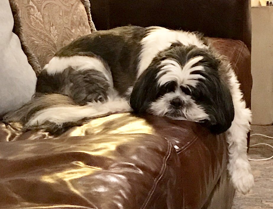 FarNienteFarms's tweet photo. He is not going to the #2018WBC and he is not happy about it.  😡   We will be home soon Gizmo.  #brangus #BrangusLife #PetsAreFamily https://t.co/ZbQ6BfcRQ8