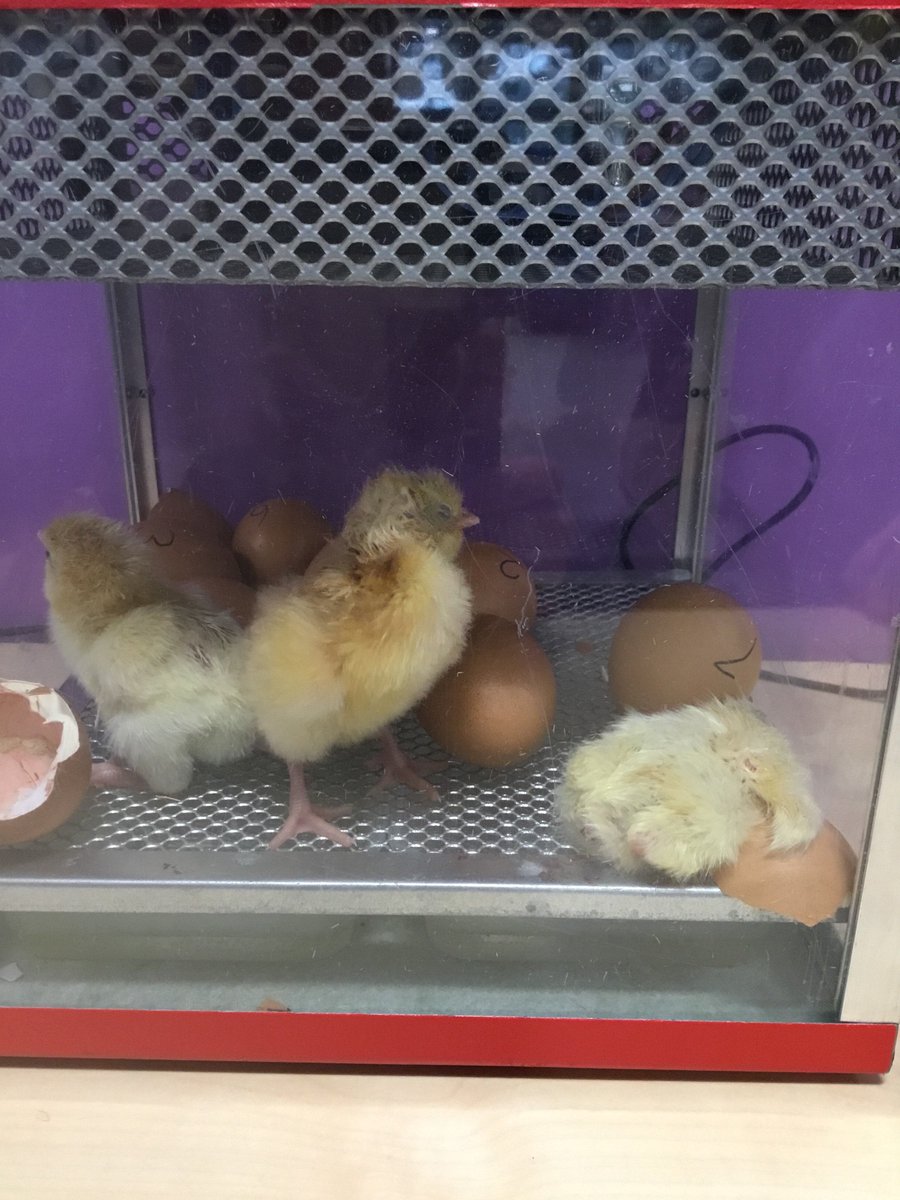 edgewickprimary's tweet image. We are delighted to say we have 3 baby chicks #chicks #scienceweek