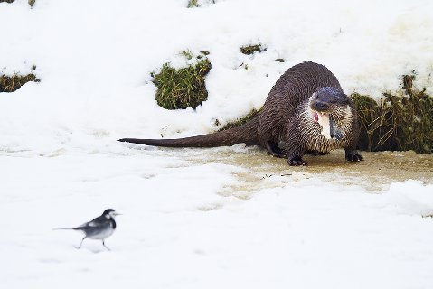WildlifePhotosDevon tweet media