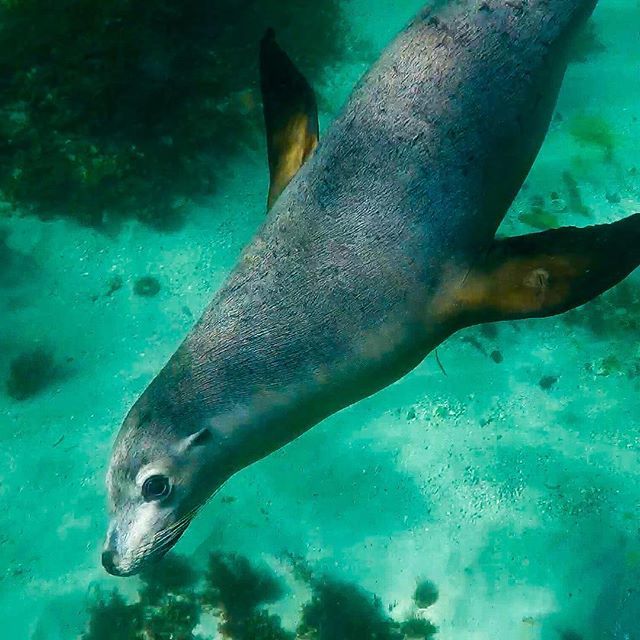 MacadamTulip's tweet photo. Furry encounter in Australian open waters ~ #seal #furseal #playful #underwater #inthesea #inthewild #perth #australia #wildlife #sealife #animalplanet #wildlifeplanet #nature #sealovers #indianocean #ocean #like4like #like4follow #likeforlike #likeforfo… https://t.co/Hrs9XzJbLW https://t.co/4b3I9cumMk