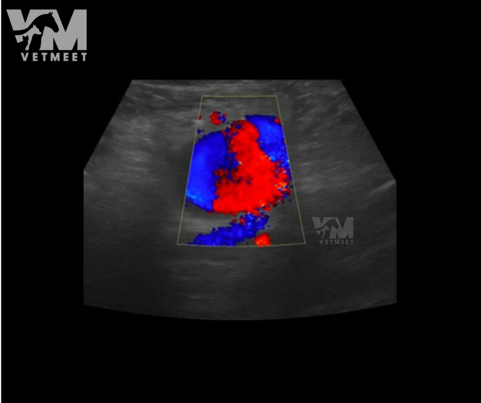 VetMeet's tweet photo. Imagicians and clinicians test your knowledge and make MAMA proud! What is this US Doppler sign telling us? How is it called? https://t.co/W5Ey4GZF8w #GiveMeASign #VetMeet #VeterinaryUltrasound #VeterinaryImaging #VetMeetOpenSource https://t.co/YrvekF6wOP