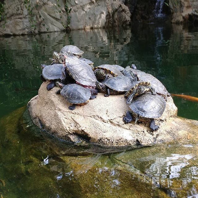 yiuayiu's tweet photo. 龜疊龜

#龜 #曬 #曬太陽 #湖 #香港 #香港公園
#AYiU #tortoise #sunburn #sunburnt #sunbath #sunbathing #lake #rock #HongKong #HK #HongKongPark https://t.co/hZuL4Vvepk https://t.co/zmMHLSHyNY