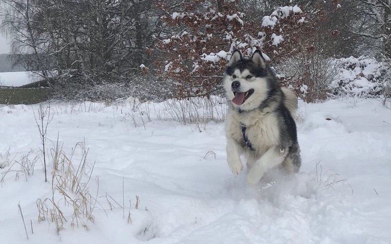 Playtime in the snow has given Messi the Malamute that #FridayFeeling 🐶☃️