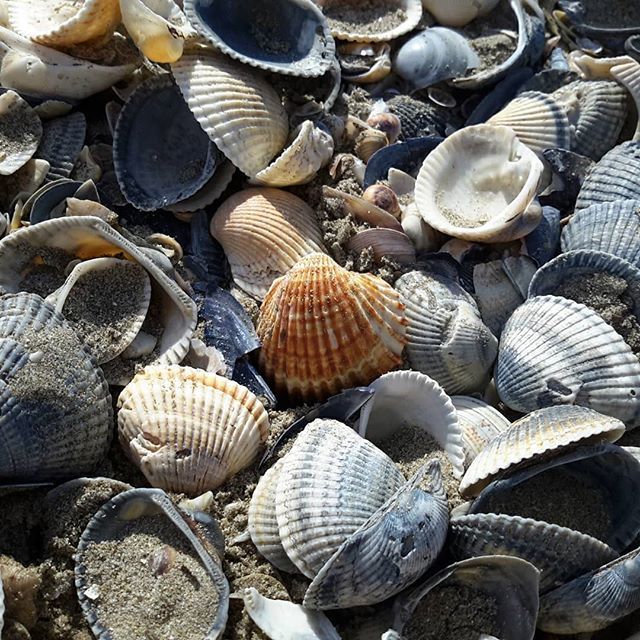 Maybe I need some holidays, maybe I need to walk on the shore, instead of watching outside my window and see nothing more than snow. #rimini #riccione #cesena #foodgasm #travelling #yum #eat #foodpic #dinner #foodpics #traveler #lunch #breakfast #foodphotography #tourism #fo…