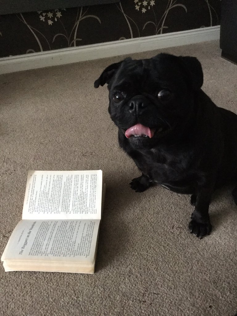Y4MapleClass's tweet photo. Found the Pug reading my favourite Harry Potter book - Prisoner of Azkaban! #WorldBookDay2018 #getcaughtreading https://t.co/3kdO5ZsOvi