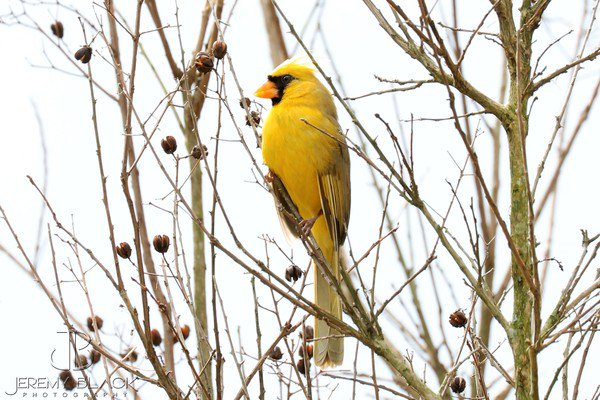 Rare yellow cardinal spotted. If you keep a bird feeder, you will occasionally see rare birds, but this is really rare, and beautiful. smithsonianmag.com/smart-news/rar…