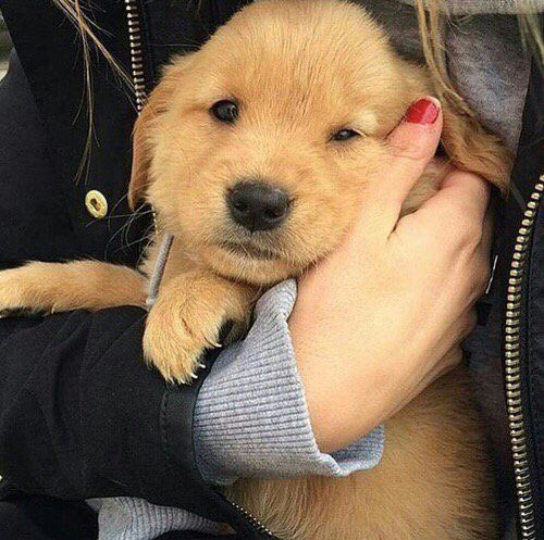 Cute Animals! tweet media