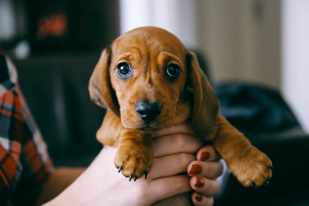 Is allowing pets in your rental property a good idea? 🐾 We talk about the advantages of saying 'yes' to furry companions: ow.ly/XhZC30iGBTC #Pets #Renting #Landlords