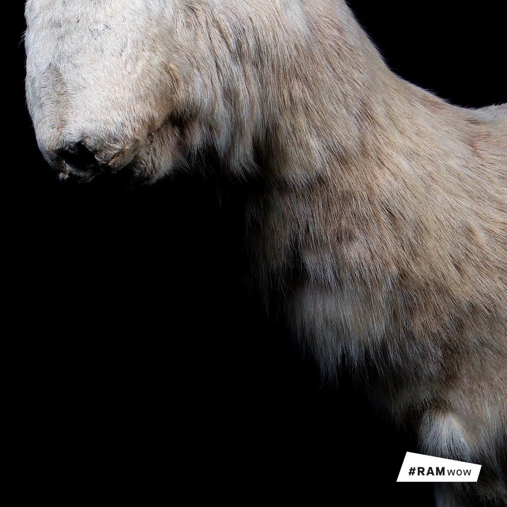 RoyalAlberta's tweet photo. Want a sneak peek at some of the stories and objects that will be on display in the new museum? Check out our #RAMwow page!
https://t.co/kPwLvJYbMo https://t.co/j5rnGzsyxd