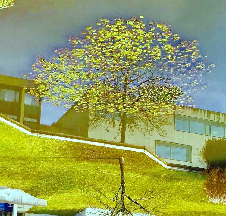AnneScottlin's tweet image. ❦Upon reflection, what we perceive as reality is often merely a projection of our own expectations.~Anne Scottlin
#eyeofthebeholder #reflection #see
#Photo @Instagram.sixpenceee