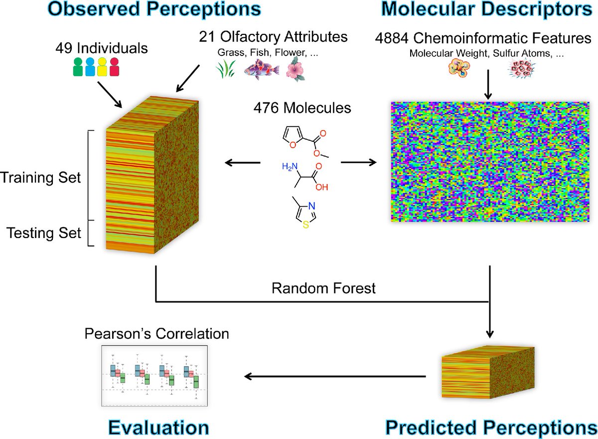 GigaScience's tweet photo. Presenting the winning DREAM Olfaction Prediction Challenge algorithm: Accurate prediction of personalized olfactory perception from large-scale chemoinformatic features https://t.co/zXBcvm5R9r https://t.co/EEkbYYlAHa