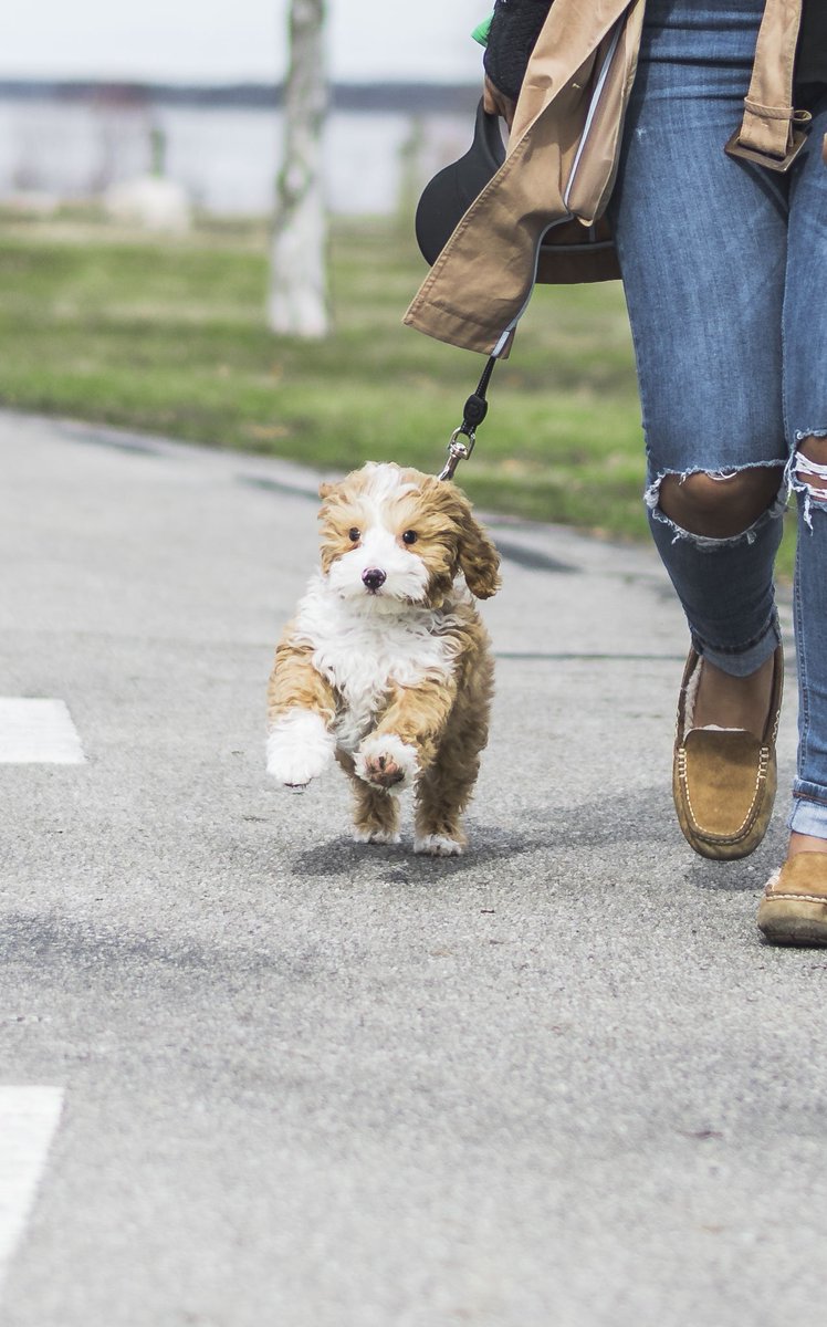 Running towards the weekend like... 🐶 #fursday #almostfriday #runningwithdogs