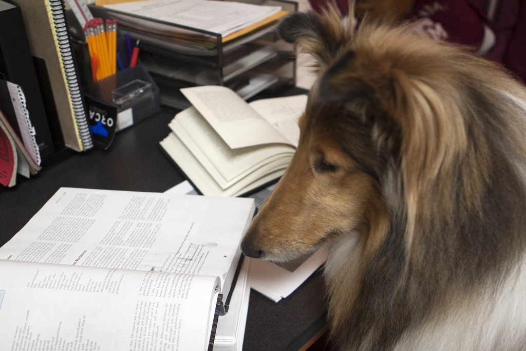 Reveille X (@reveille) on Twitter photo Happy #WorldBookDay, everyone!!! I checked these books out from my friends at <a href="/tamulibraries/">Texas A&M Libraries</a>! 😄🐾📚 Happy #WorldBookDay, everyone!!! I checked these books out from my friends at <a href="/tamulibraries/">Texas A&M Libraries</a>! 😄🐾📚